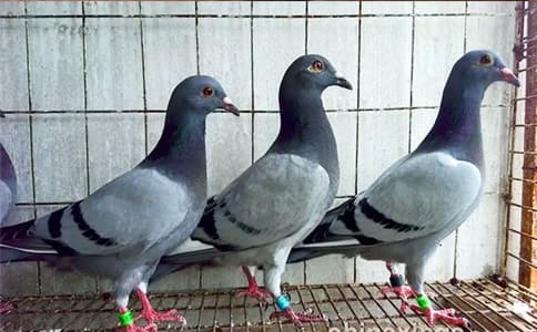 RFID腳環標簽對于信鴿信息化管理應用